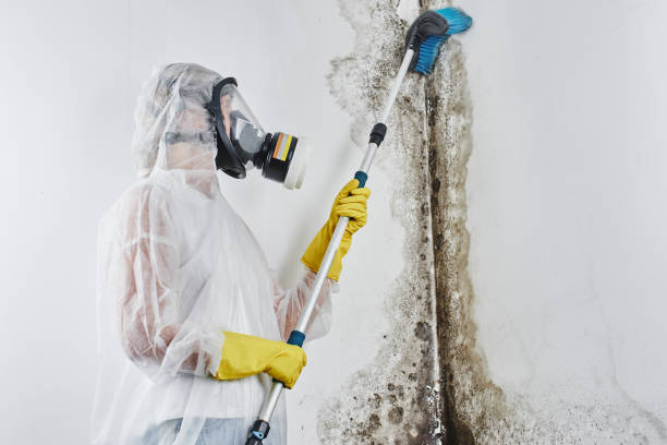 Best Mold Cleaning Services  in Tenaha, TX