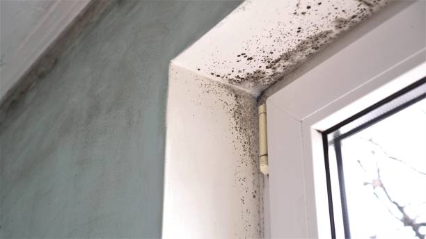 Best Mold Remediation Services  in Tenaha, TX