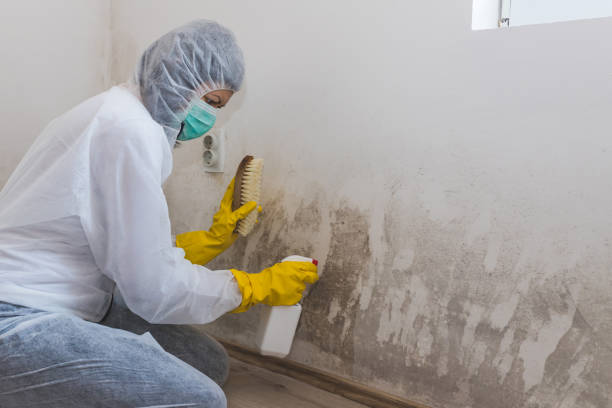 Best Crawl Space Mold Removal  in Tenaha, TX