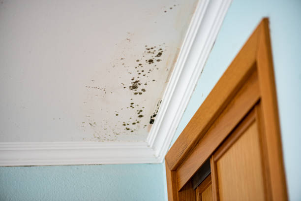 Best Local Mold Removal Service  in Tenaha, TX