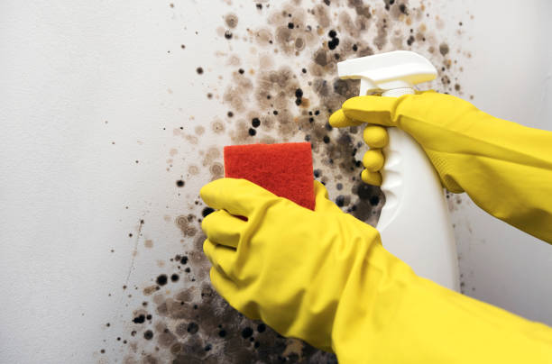 Best Residential Mold Removal  in Tenaha, TX