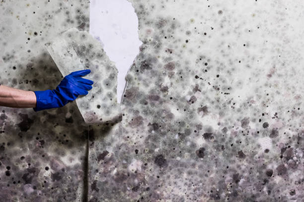 Best Home Mold Removal  in Tenaha, TX