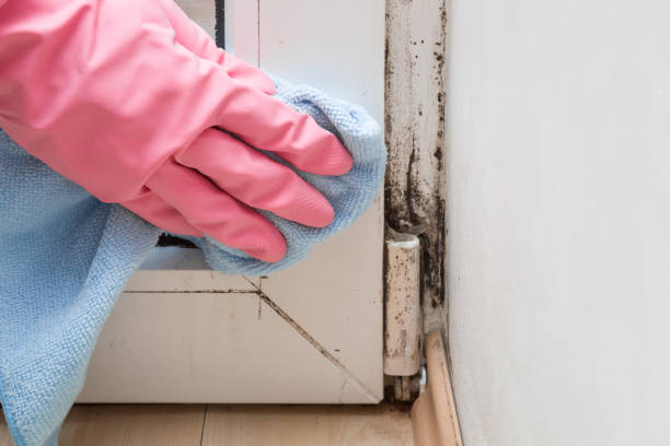 Best Same-Day Mold Removal  in Tenaha, TX