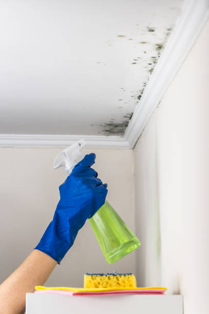 Best Black Mold Removal  in Tenaha, TX